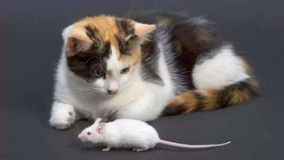 Mơ thấy chuột có ý nghĩa gì?